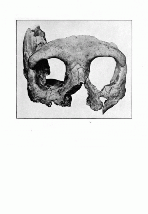 Tempestarii : Triumph of Spears